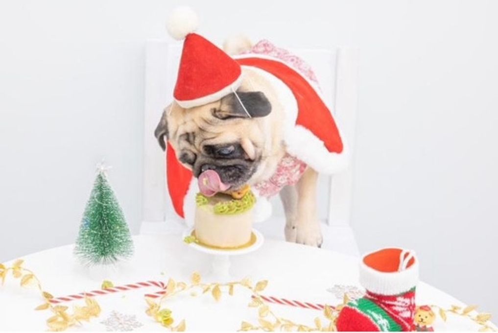 【犬用】わんちゃん用クリスマスケーキ クリスマス2024 4