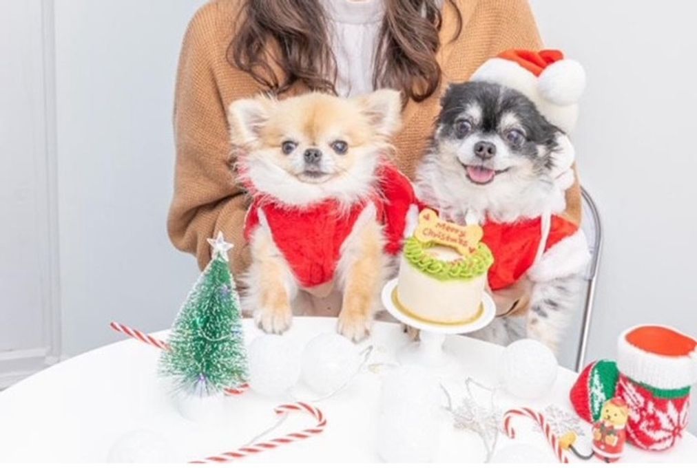 【犬用】わんちゃん用クリスマスケーキ クリスマス2024 3