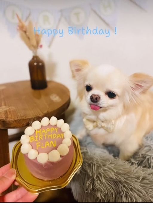 【犬用】わんちゃん用デザインケーキ クリスマス2024 1