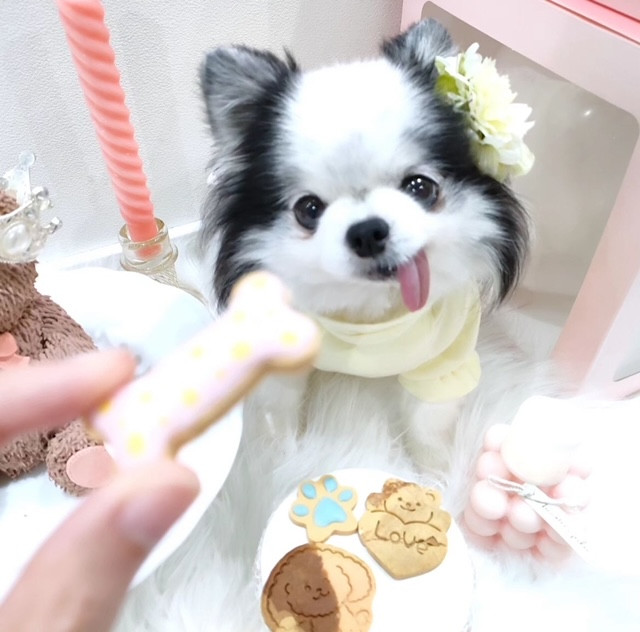 犬用】わんちゃん用ミニアイシングクッキー 6枚セット（Le Petit