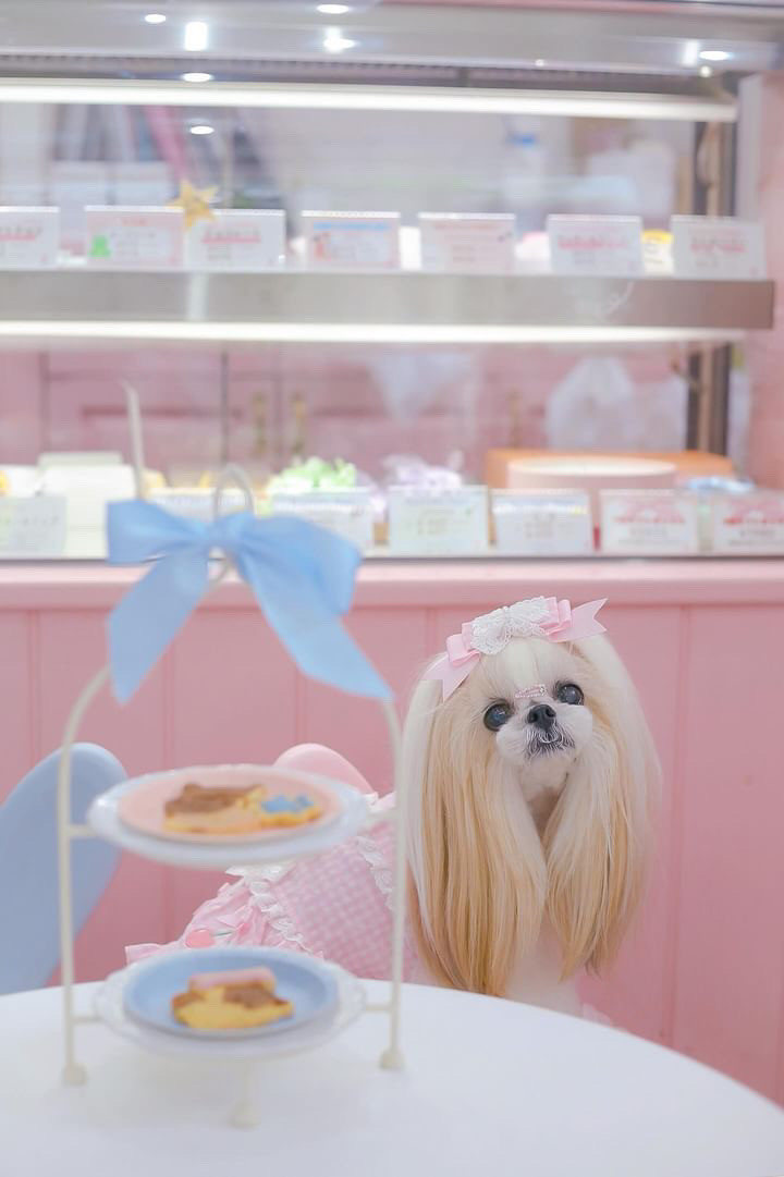 犬用】わんちゃん用クッキー 12枚セット（Le Petit Toutou） | Cake.jp