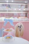 【犬用】わんちゃん用クッキー １２枚セット 2