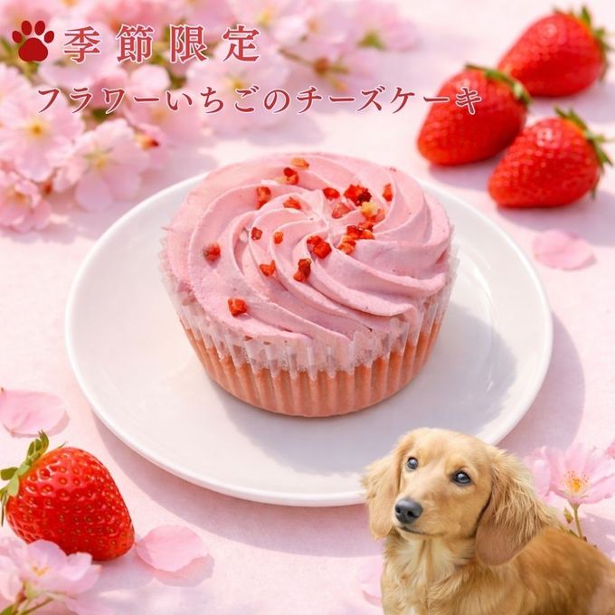フラワーいちごのチーズケーキ PABLO コラボ 誕生日ケーキ 犬用バースデーケーキ 2