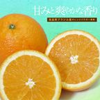 【限定販売】安納芋トリュフ「オレンジ」チョコレート15個入  お中元2025 2