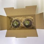 お届けもサボテン風 10