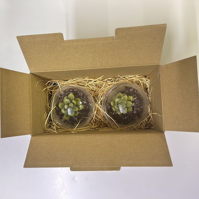 お届けもサボテン風 10