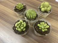 本物のサボテン？！ 2