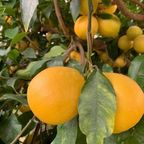 土佐ベルガモット 3