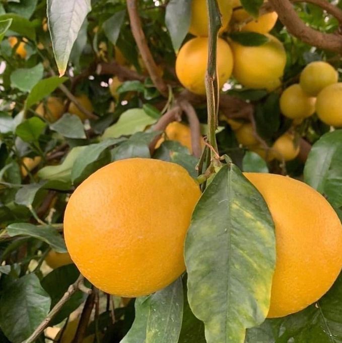 土佐ベルガモット 3