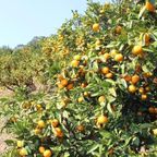 高知県　みかん家にしごみさんの畑 2