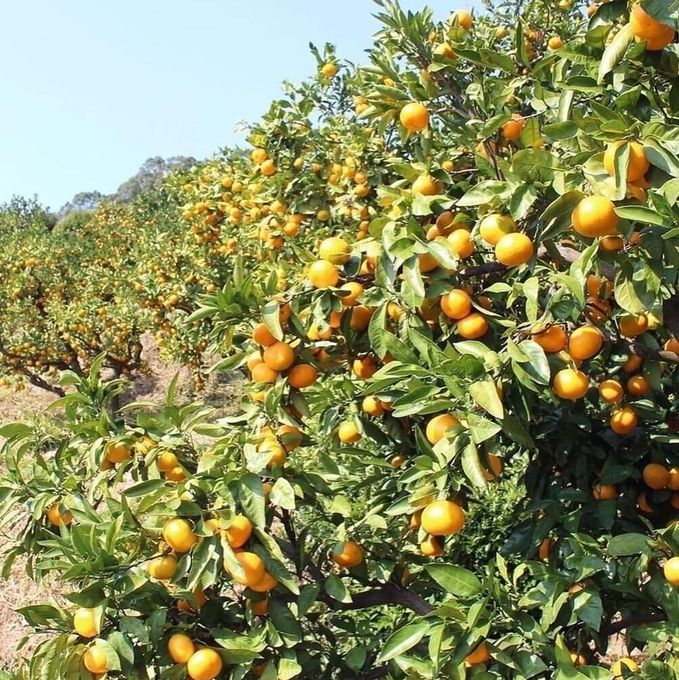 高知県　みかん家にしごみさんの畑 2