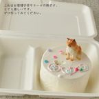 韓国風ケーキ ランチボックスケーキ センイルケーキ DIYケーキ 3号 直径10cm  5