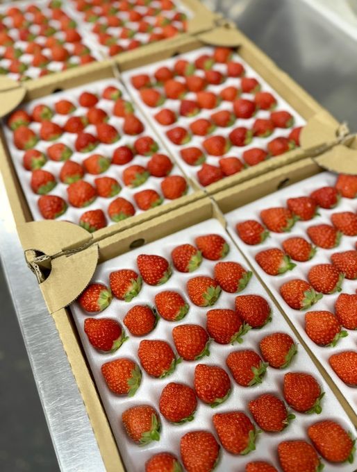 大型フラワーケーキ30㎝×30㎝｜パーティー・法人イベント・誕生日用｜華やか主役ケーキ 3