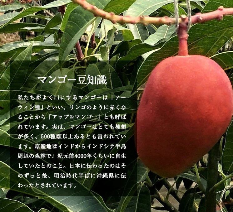 山盛りマンゴータルト4 4