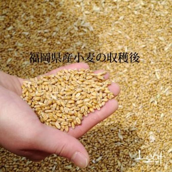 福岡県産の小麦粉 4