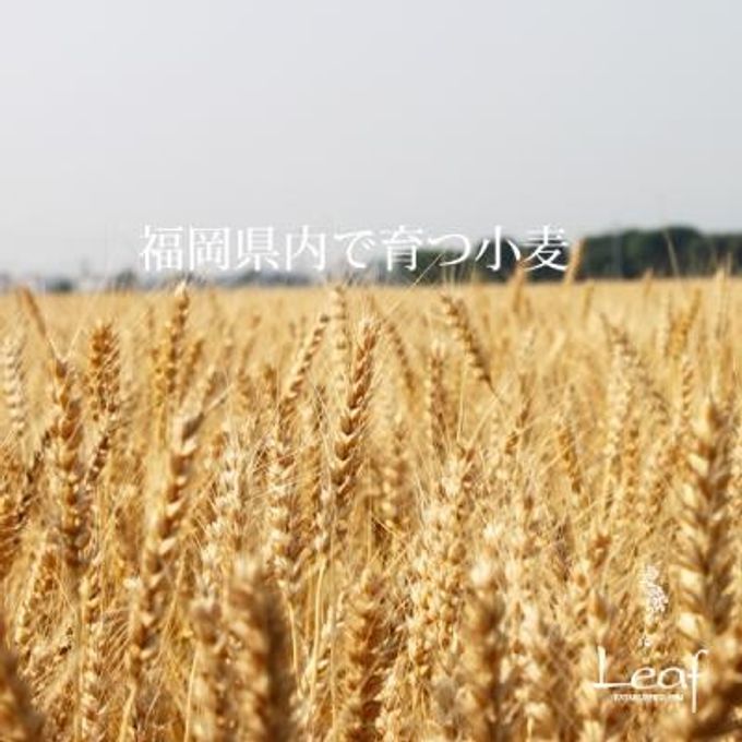福岡県産の小麦粉 2