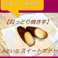 ケーキ屋さんが作った ねっとり焼き芋 みたいなスイートポテト 6個セット 