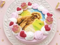選べる6色のカラフルクリーム！わんこ・にゃんこフォトケーキ 3号 9cm 4