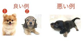 写真がそのままお顔に！わんこ立体ケーキ3号 9cm室内犬用 10