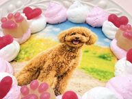 選べる6色のカラフルクリーム！わんこ・にゃんこフォトケーキ 3号 9cm 5