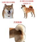 お写真から食べられるマスコットに！わんこマスコットケーキ3号 9cm  10