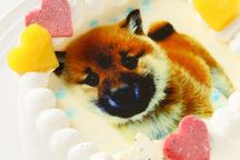 わんちゃん用EWP対応 小型犬用 ワンワン写真ケーキ 4号 12cm 6