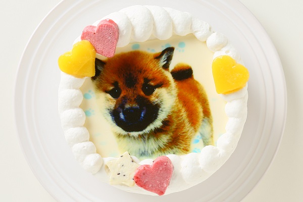 わんちゃん用EWP対応 室内犬用 ワンワン写真ケーキ 3号 9cm 1