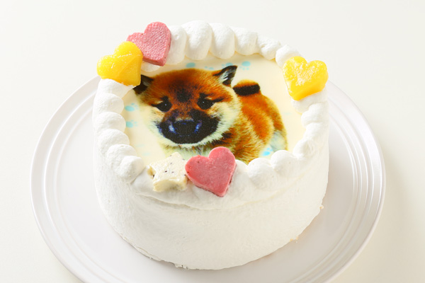わんちゃん用EWP対応 室内犬用 ワンワン写真ケーキ 3号 9cm 2