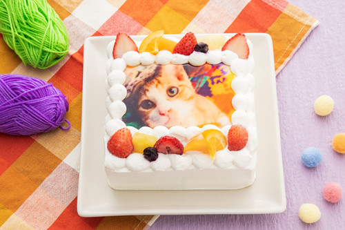 猫耳いちごの写真ケーキ 生クリーム 4号 （12cm×12cm）