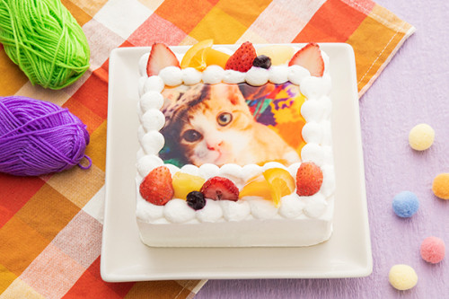 猫耳いちごの写真ケーキ 生クリーム 5号（15cm×15cm）