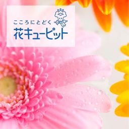 【ＪＦＴＤ花キューピット】季節の花一輪チケット （330円）